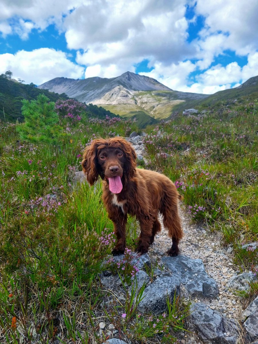 Mike Wood (@mikemikwd) on Twitter photo Waiting to go up, or down- Ruby takes to the hills - happy midweek friends
#ScotlandisNow #StormHour #photography #photooftheday #landscape #OutAndAboutScotland #landscapephotography
<a href="/VisitScotland/">VisitScotland</a> <a href="/ScotsMagazine/">ScotsMagazine</a> #friends #ThePhotoHour #beautiful Waiting to go up, or down- Ruby takes to the hills - happy midweek friends
#ScotlandisNow #StormHour #photography #photooftheday #landscape #OutAndAboutScotland #landscapephotography
<a href="/VisitScotland/">VisitScotland</a> <a href="/ScotsMagazine/">ScotsMagazine</a> #friends #ThePhotoHour #beautiful