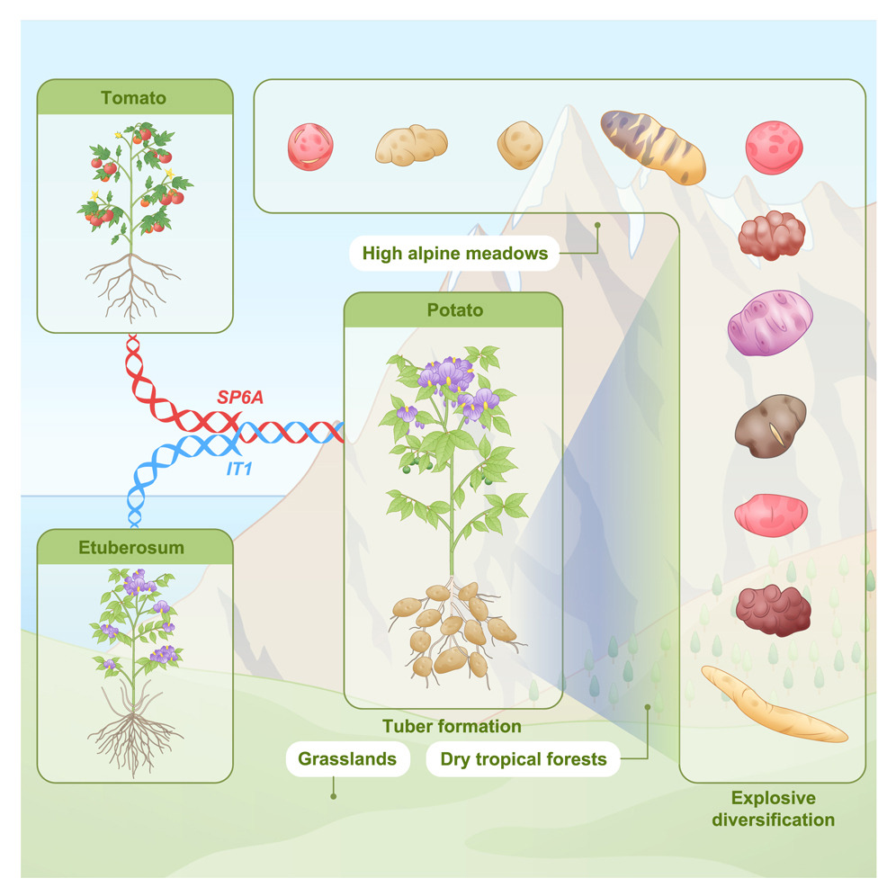 If you like potatoes, thank tomatoes.

Recent study shows that potatoes evolved from a wild tomato species around 9 million years ago.

In a recent study published in @Cell, Zhang et al analyzed 450 genomes of cultivated and wild potato species. They found that modern potatoes