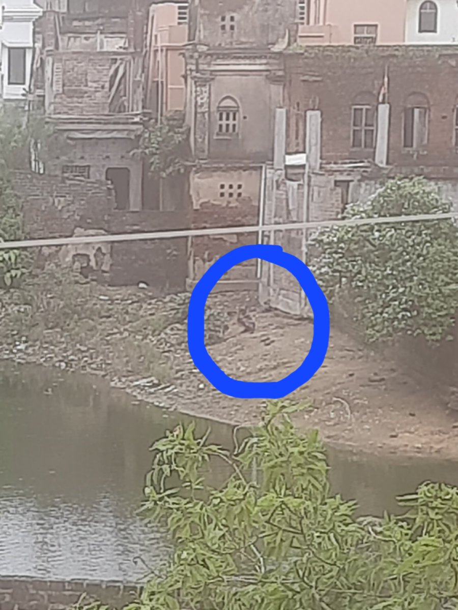 cosmoworld2025's tweet image. uncleaned pond, garbage dump &amp;amp; open defecation at Shikhariya Pada, Bankura-722101 behind Kali Tala Girl&apos;s High School hampering our Right to Life (Article 21)Right to a Clean Environment  #Sanitation #EndOpenDefecation
@DMBankura
@MoHFW_INDIA
@UNICEFIndia
@SwachhBharatGov