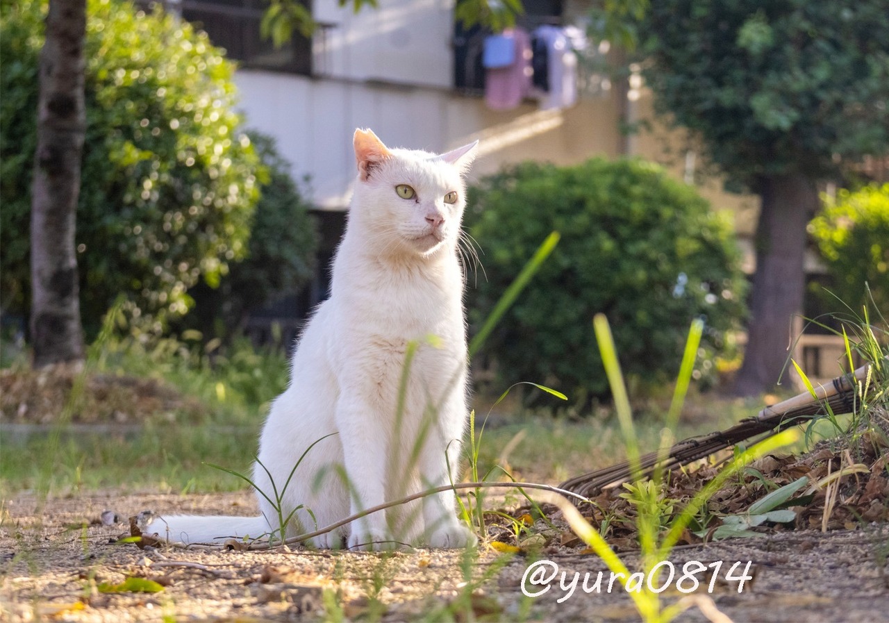 しろねこ ゆら on X: 