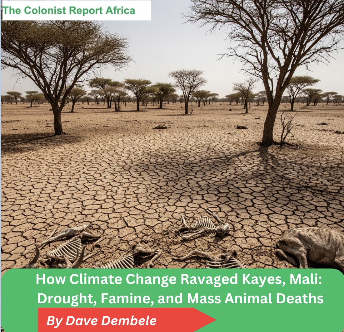 New:
In April 2025, <a href="/ColonistReport/">The Colonist Report</a> &amp; <a href="/TCRAfrica/">The Colonist Report Africa</a>  set out to investigate the reason behind the several deaths of animals and plants in Northwest Mali. 

We found droughts, famine, cyanide pollution from gold mines, and...

Read more👇
thecolonistreport.com/Africa/how-cli…
<a href="/gijnAfrica/">GIJN Africa</a> 
<a href="/gijnFr/">GIJN en français</a>