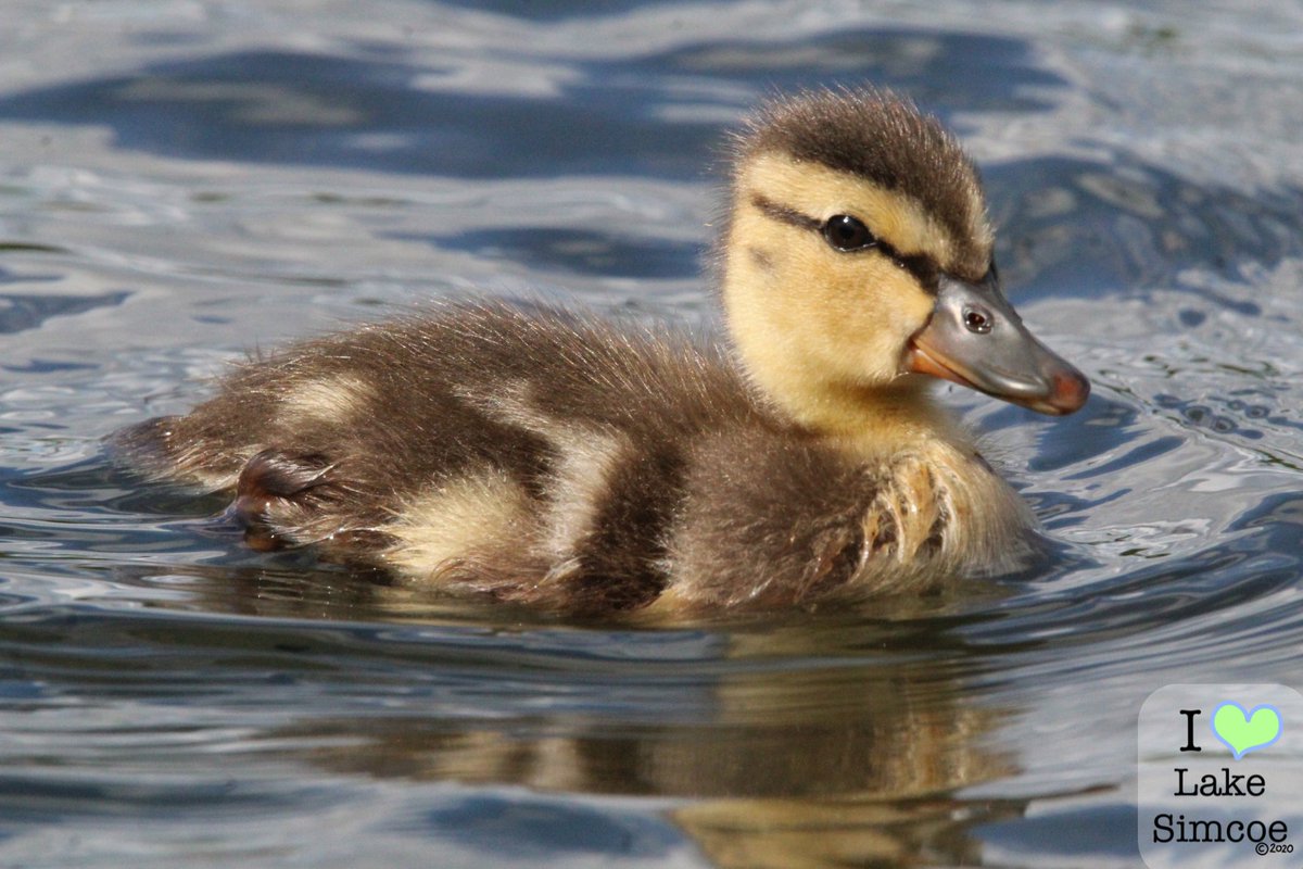 Cuteness overload = Ducklings 🐥 at #LakeSimcoe