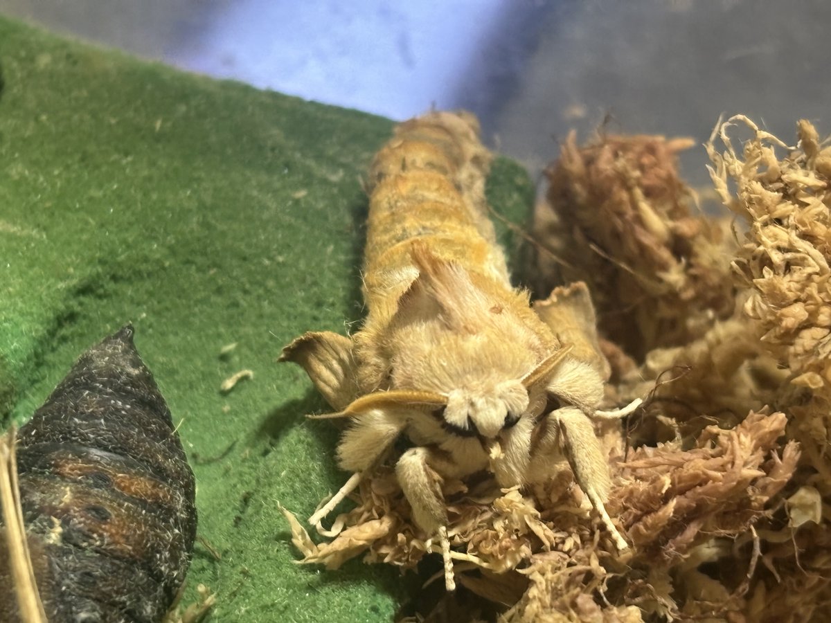 セダカシャチホコさんも羽化した〜
オオミズアオさんは1頭追加(メス1オス2)で出てきました。