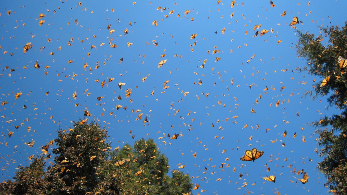 Kansas Bio Survey & Center for Ecological Research (@kuecoresearch) on Twitter photo Happening at KU now: The 2025 International Monarch Science Symposium. We're proud to be the admin home for the host—<a href="/monarchwatch/">Monarch Watch</a>. Dozens of researchers have gathered to share info on how to protect this species and how our lives are affected by monarchs and other pollinators. Happening at KU now: The 2025 International Monarch Science Symposium. We're proud to be the admin home for the host—<a href="/monarchwatch/">Monarch Watch</a>. Dozens of researchers have gathered to share info on how to protect this species and how our lives are affected by monarchs and other pollinators.