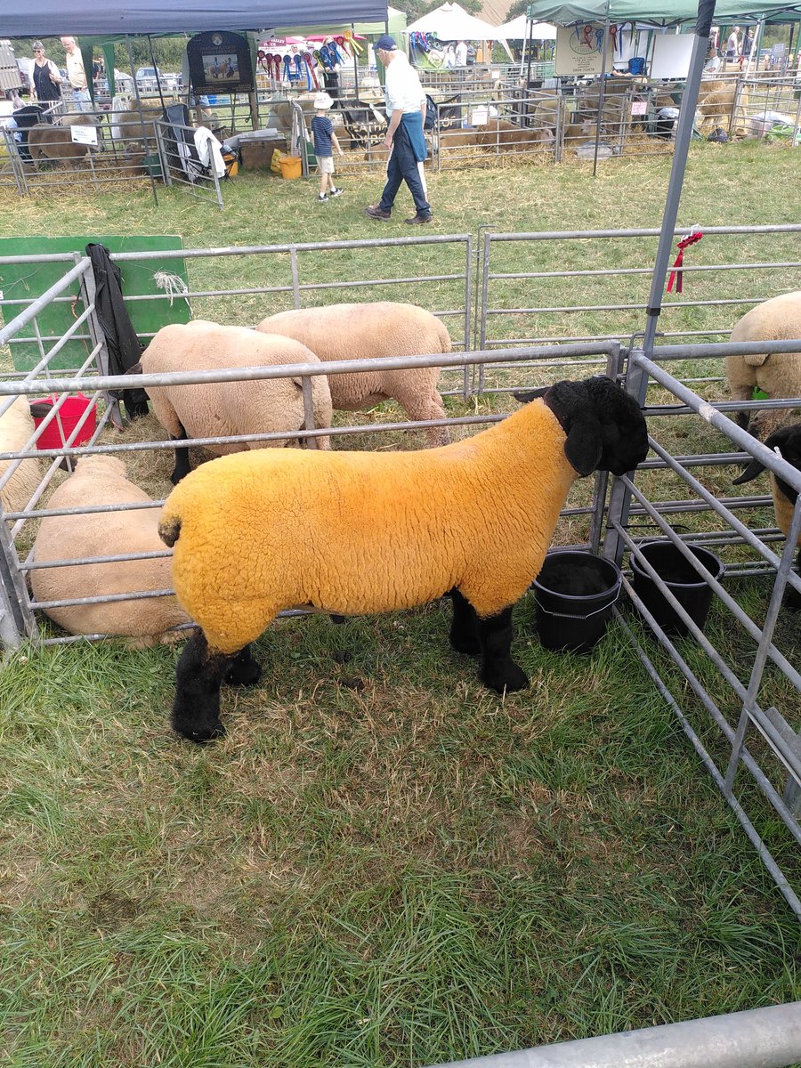 When in Devon..  #NorthDevonShow