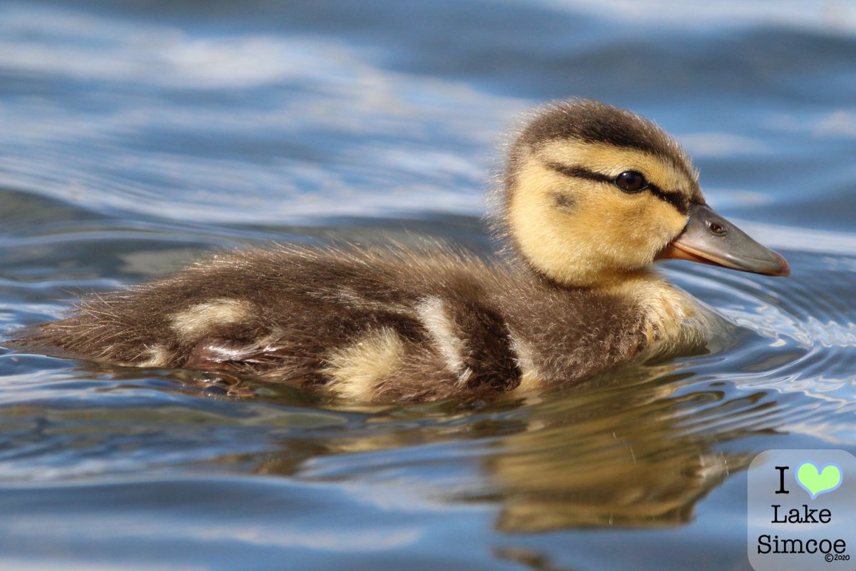 Portrait of a beautiful duckling on #LakeSimcoe 🐥🌊