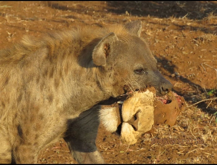 Osman Akın (@osmanakindatca) on Twitter photo 