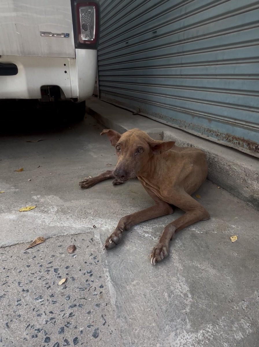 NiallHarbison's tweet image. I found Roberto on the streets just over a month ago. 

He was close to death. 

It’s amazing what $50 of medicine and lots of love can do to a dog… (1/7) 🧵