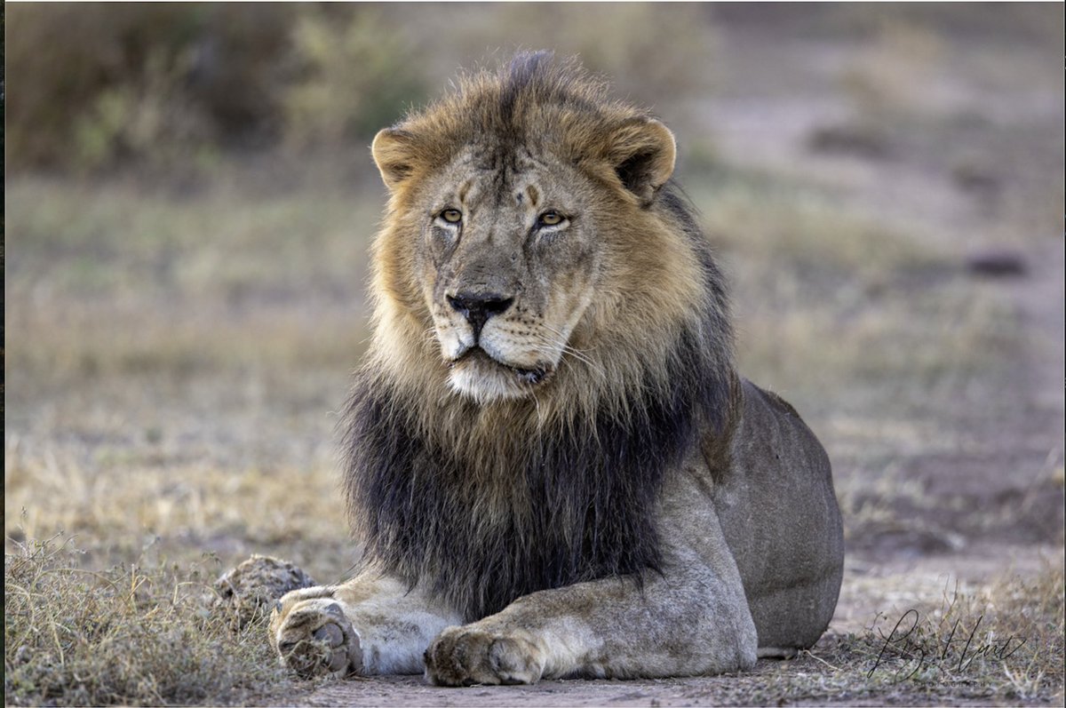 Magnificant looking King photographed recently in Mashatu Game Reserve, Botswana. Credit to Africa, through my lens