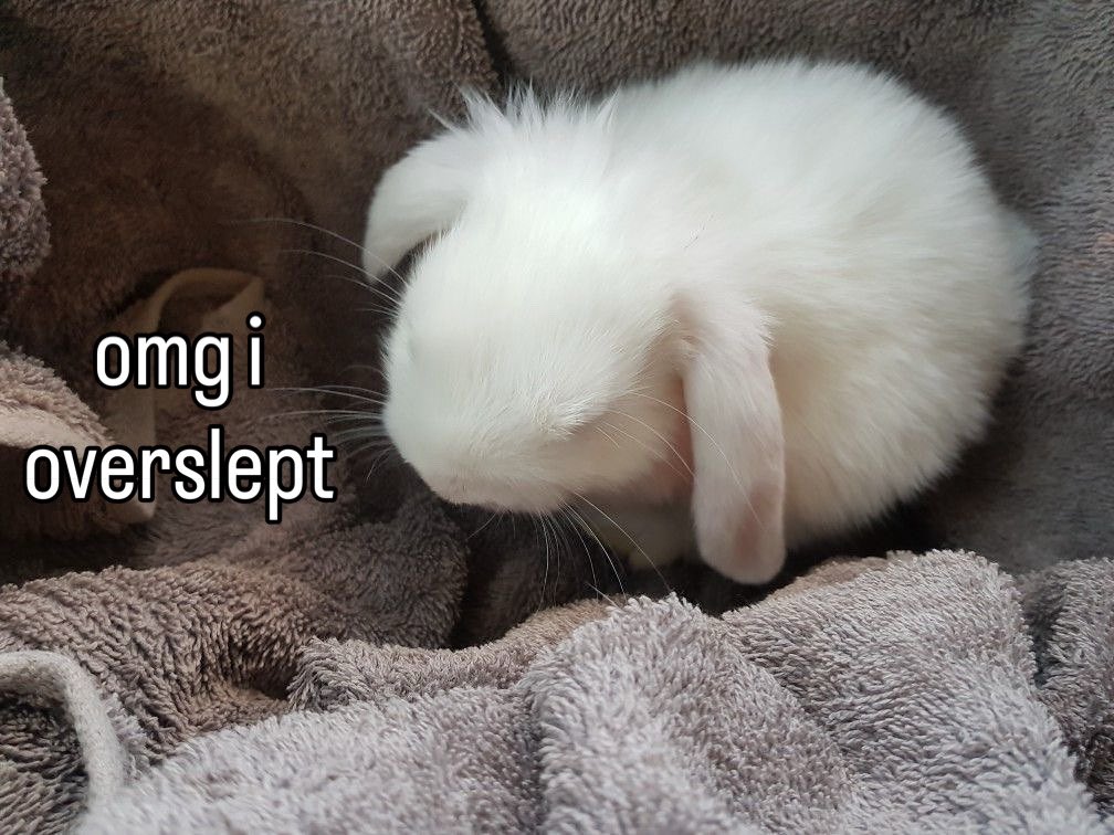 Bunnies (@bunnies) on Twitter photo 