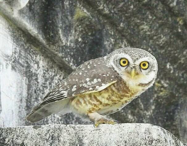 <a href="/indian_pitta/">Mohit Mehta</a> My resident Spotted Owlet (Athene brama) 05.06.2020 telling me to disappear !! 😀
#nature #positivevibes #IndiAves <a href="/HindolPalace/">Hindol Palace</a> #IncredibleHindol