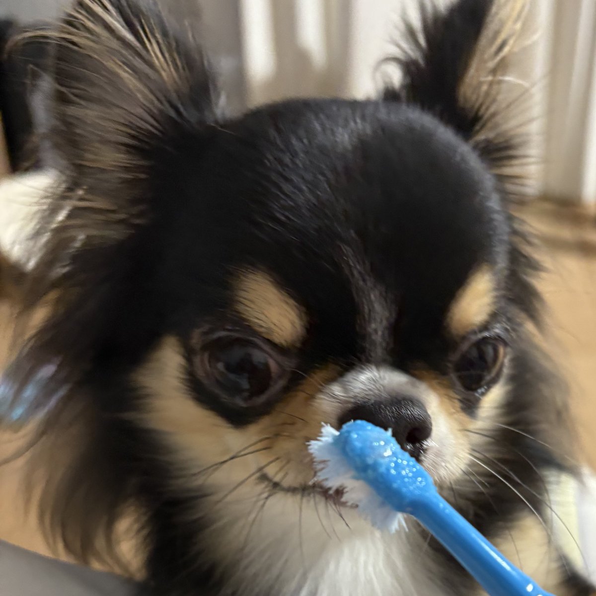 自分の口臭が気になって歯磨きが捗らない🐶