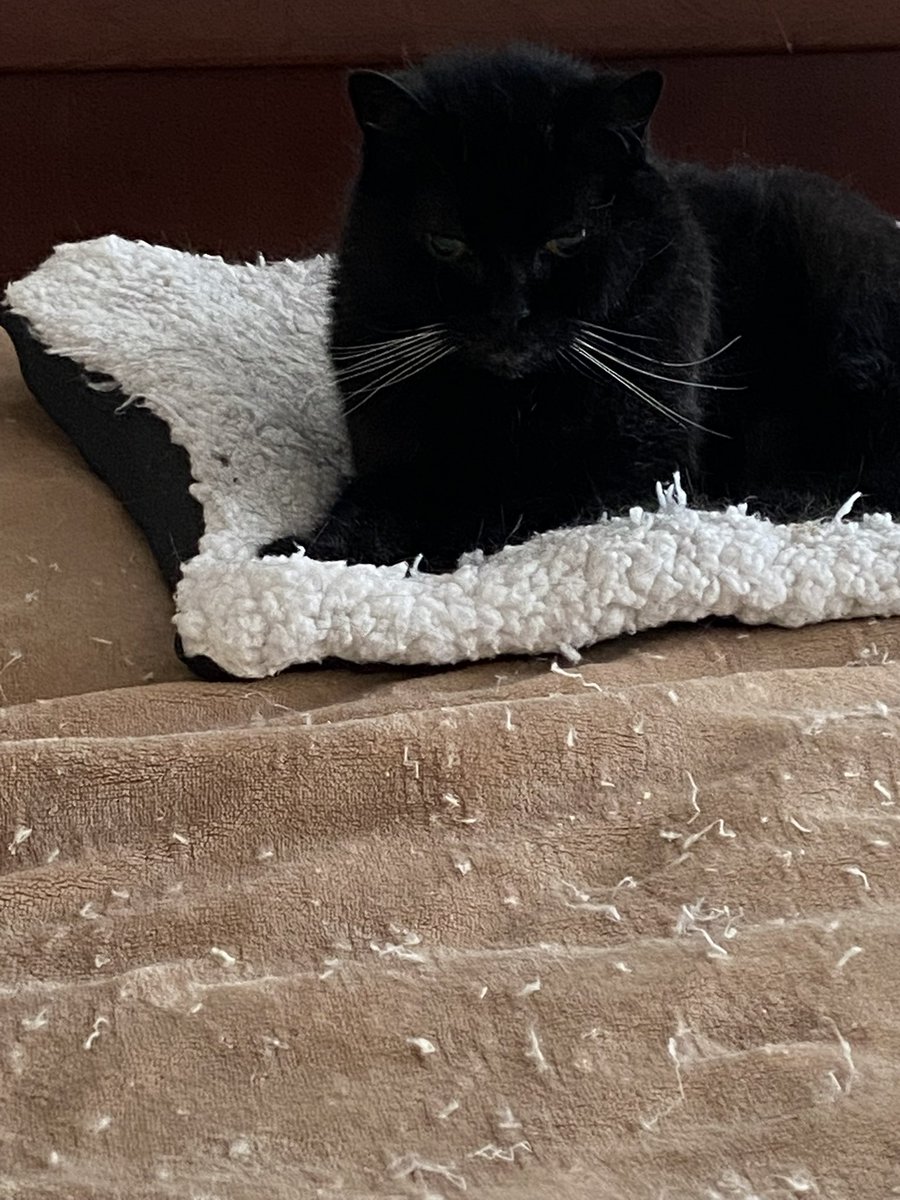 SqueakynBB (@squeakynb) on Twitter photo Wishing everyone a wonderful #WhiskersWednesday 💛<a href="/DebraD17888013/">Debra D</a> <a href="/Andy18512371/">Maggie and 🌈 Scribbles 🌈</a> <a href="/Marina935home/">Marina Mueller</a> <a href="/MrNibs3/">Mr. Nibs🌈</a> <a href="/starbuckssue/">💜Tia 🧡Phoebe 😇❤️Angel Plum 😇💙Angel Boo ⛅️🌈⛅️</a> <a href="/MrsToggit/">Pickle 🤍🖤Finlay🧡🤍 & 🌈Skweek 🤎🤍 & 🌈Bubble🤎</a> <a href="/Wackelkasper/">Oscar, Sunny&Barney 🐈🐈</a> <a href="/AmbassacatBXL/">Titi</a> <a href="/Eliot01375004/">Eliot, big brofur of Atwood & Borys 🇦🇺 🇺🇦</a> <a href="/DarrenJLev/">Dj L E V</a>
#SuperSeniorCatsClub Wishing everyone a wonderful #WhiskersWednesday 💛<a href="/DebraD17888013/">Debra D</a> <a href="/Andy18512371/">Maggie and 🌈 Scribbles 🌈</a> <a href="/Marina935home/">Marina Mueller</a> <a href="/MrNibs3/">Mr. Nibs🌈</a> <a href="/starbuckssue/">💜Tia 🧡Phoebe 😇❤️Angel Plum 😇💙Angel Boo ⛅️🌈⛅️</a> <a href="/MrsToggit/">Pickle 🤍🖤Finlay🧡🤍 & 🌈Skweek 🤎🤍 & 🌈Bubble🤎</a> <a href="/Wackelkasper/">Oscar, Sunny&Barney 🐈🐈</a> <a href="/AmbassacatBXL/">Titi</a> <a href="/Eliot01375004/">Eliot, big brofur of Atwood & Borys 🇦🇺 🇺🇦</a> <a href="/DarrenJLev/">Dj L E V</a>
#SuperSeniorCatsClub