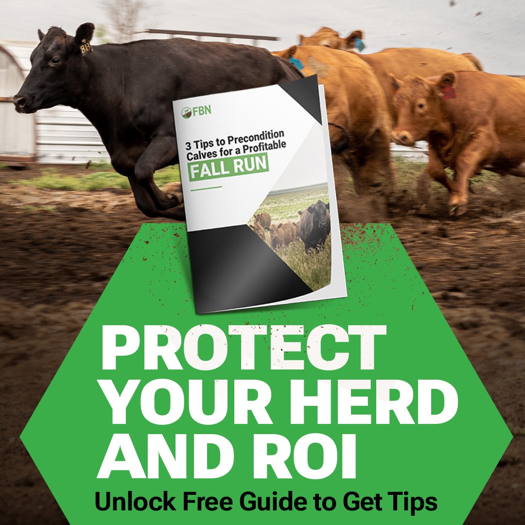 FBNFarmers's tweet image. Preconditioned calves have strengthened immune systems and acclimate faster when entering the feedlot. Get 3 key preconditioning tips in the free Fall Run guide at FBN.com/Run

#fallrun #animalhealth #farmersfirst #cattle