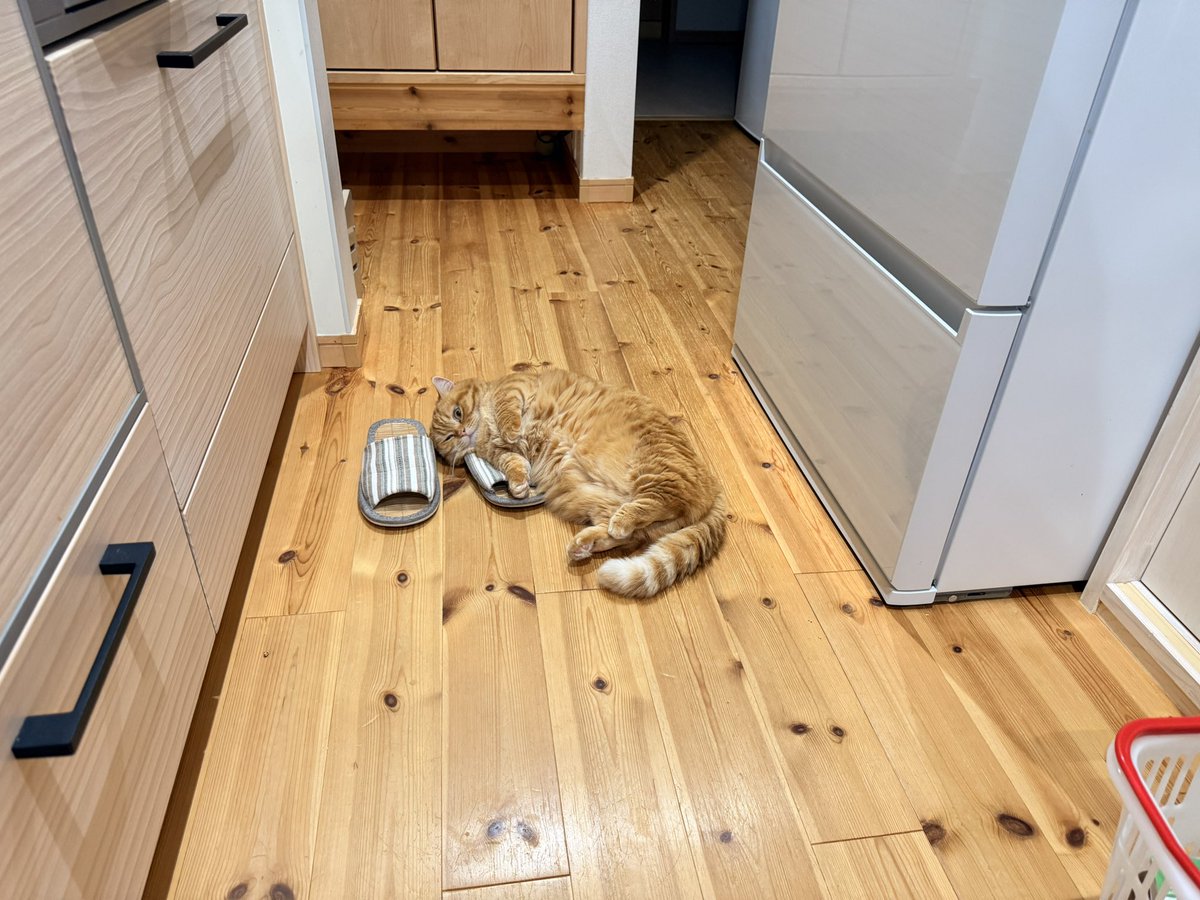 ぷっちょ🐈 (@puuuutttyo) on Twitter photo 