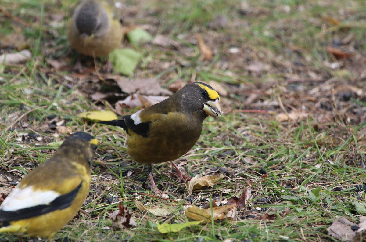 Birding University tweet media