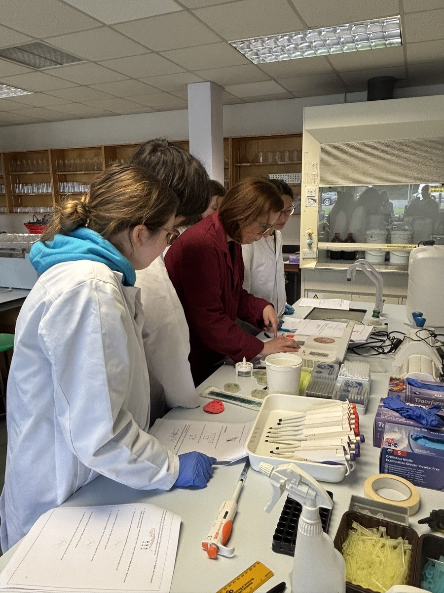 UUGene_Editing's tweet image. UGenie 2025 is now in full flow. Our students have already generated CRISPR gene knockouts in E . coli and are now preparing their edited samples for multiplex PCR analysis on Bento Labs. @UUGene_Editing @UlsterUniBiomed @theBentoLab.