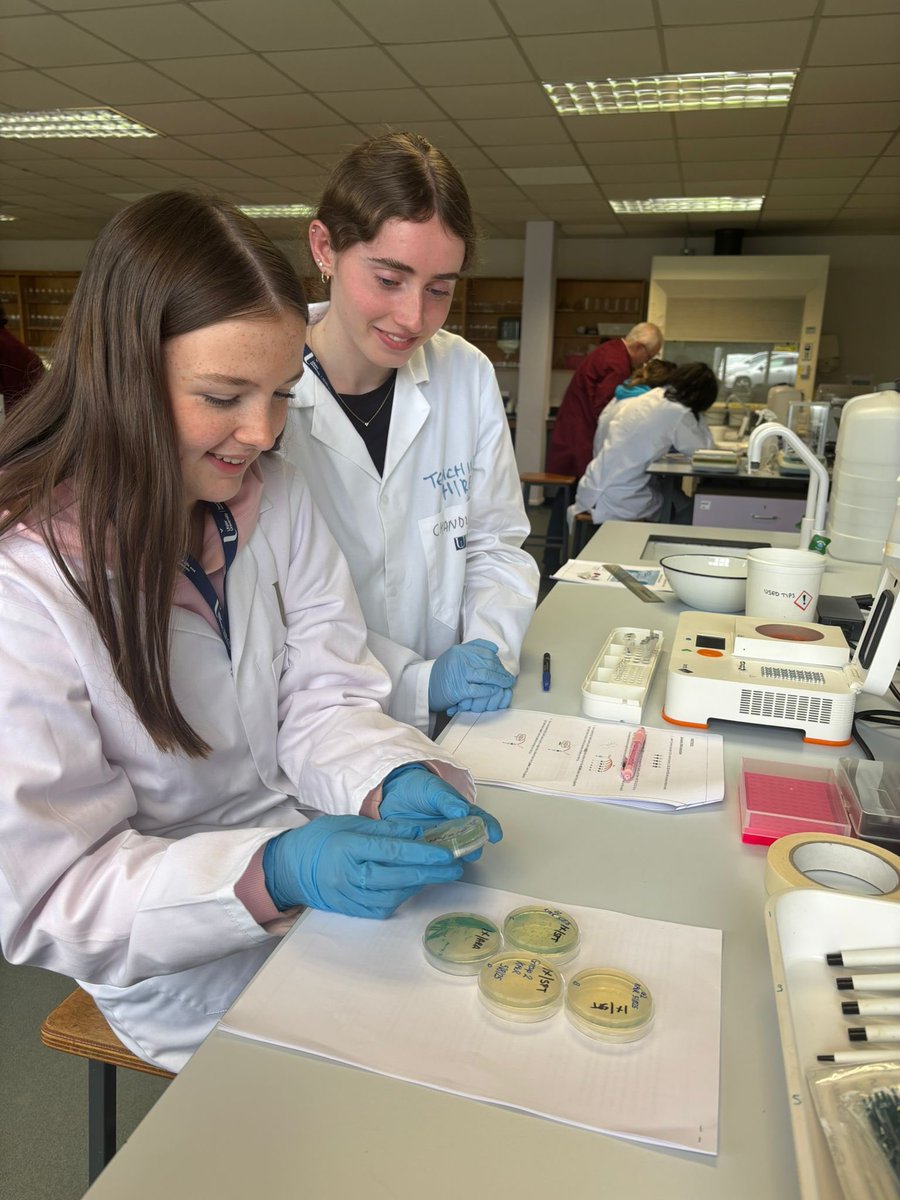 UUGene_Editing's tweet image. UGenie 2025 is now in full flow. Our students have already generated CRISPR gene knockouts in E . coli and are now preparing their edited samples for multiplex PCR analysis on Bento Labs. @UUGene_Editing @UlsterUniBiomed @theBentoLab.