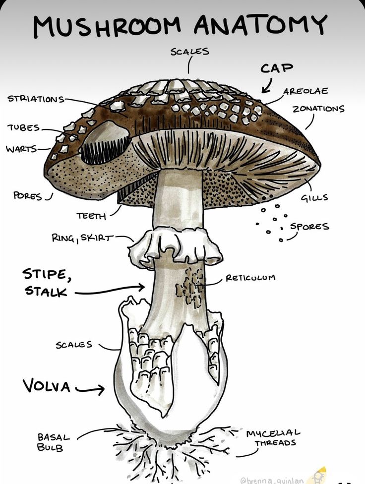 Mushroom Hunting Club (@mushroomhclub) on Twitter photo 
