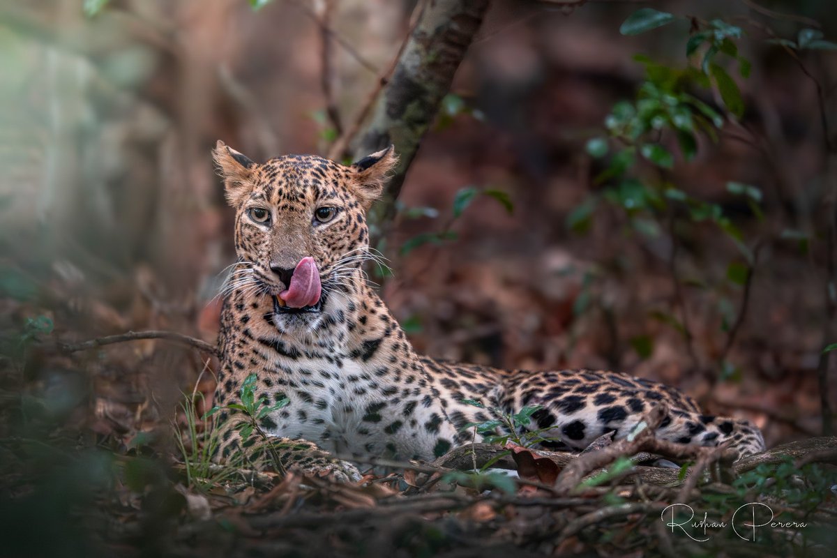 The mandatory cleanup after an enjoyable meal. Striking leopard photographed in Wilpattu National park, Sri Lanka. Credit to Rushan Perera