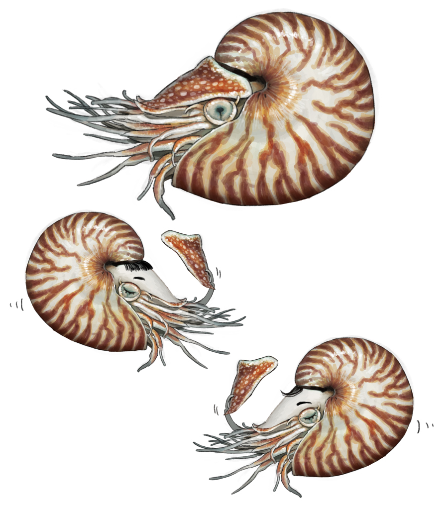 Nautilus 앵무조개
photoshop