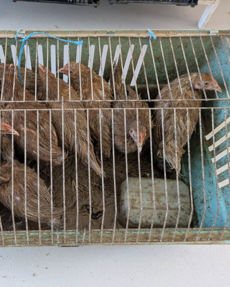 Au cœur de l’été, tel un refrain peu entraînant, les abandons rythment le quotidien de nos refuges.

Obligées de pousser les murs et de trouver des solutions pour sauver les animaux, nos équipes doivent sans cesse se dépasser pour accueillir tous les pensionnaires estivaux.