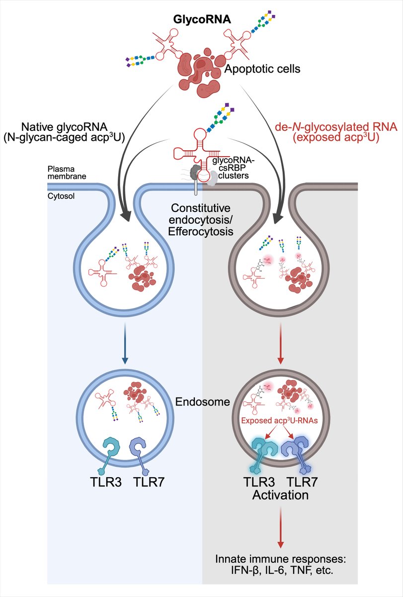 Vijay Rathinam (@rathinamva) on Twitter photo Why does RNA undergo glycosylation? Excited to have our new paper out. We in collab w/ Ryan Flynn show N-glycans on glycoRNAs hide self-RNA from endosomal TLRs promoting ‘silent’ clearance of dead cells. nature.com/articles/s4158… <a href="/uconnhealth/">UConn Health</a> <a href="/UConnResearch/">UConn Research</a> Why does RNA undergo glycosylation? Excited to have our new paper out. We in collab w/ Ryan Flynn show N-glycans on glycoRNAs hide self-RNA from endosomal TLRs promoting ‘silent’ clearance of dead cells. nature.com/articles/s4158… <a href="/uconnhealth/">UConn Health</a> <a href="/UConnResearch/">UConn Research</a>