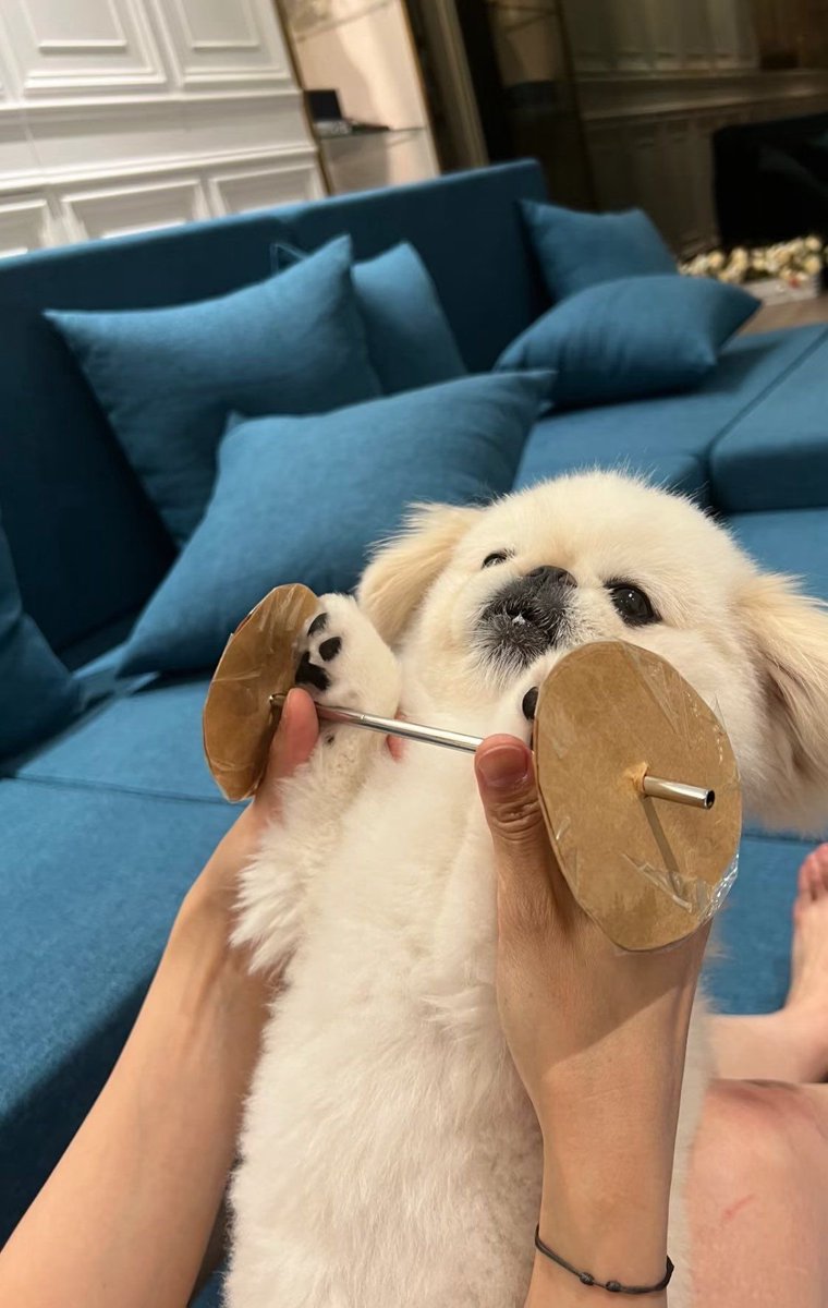 💖 (@twaniimals) on Twitter photo 