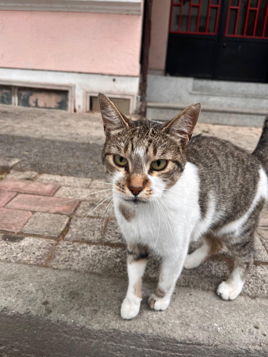 hayırdır birader neye bakiyon kurabiye var simit var neye bakiyon