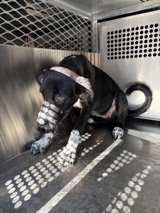 59054693 • Labrador Retriever
Location: Fort Worth, TX

More info ➜ littlepawsplace.com/redirect/59054…
Adopt from anywhere 🐾

#AdoptDontShop #PetRescue #LittlePawsPlace