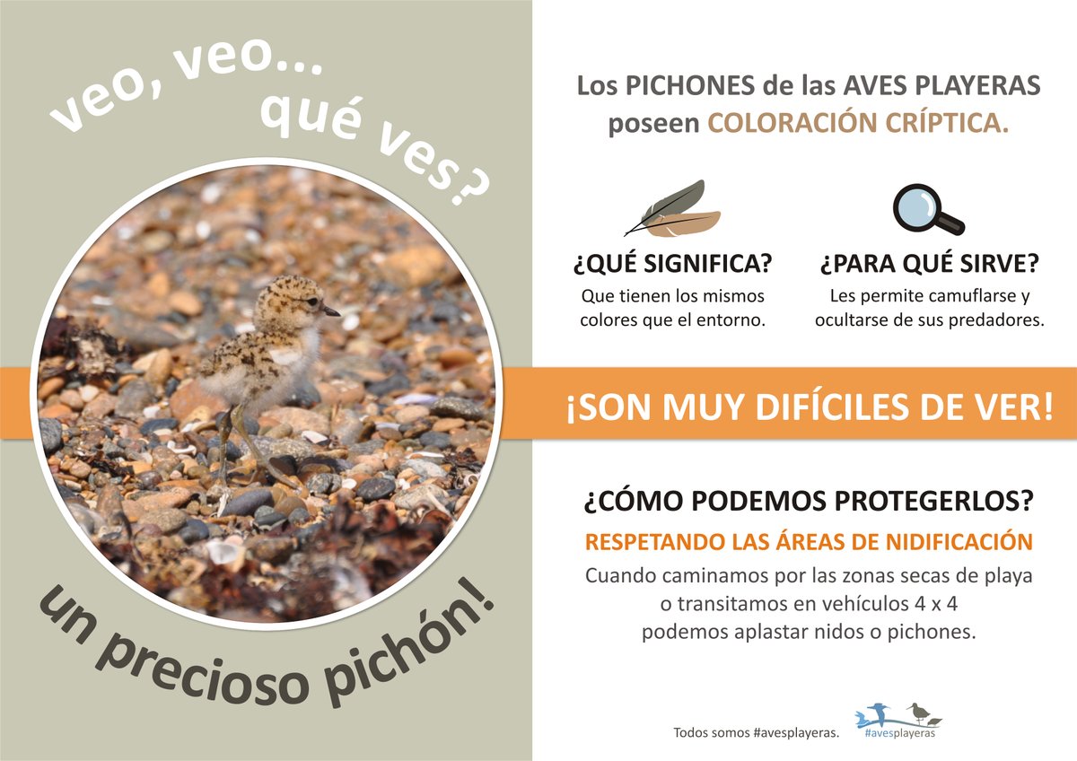 Vehículos transitando en playas y humedales, NO y NO! #avesplayeras