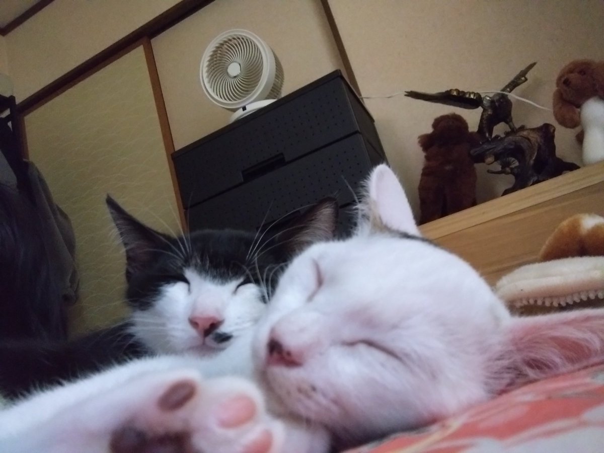 見てこのすやすや寝顔……愛…
