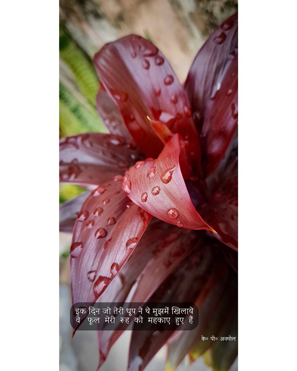 KP81712336's tweet photo. इक दिन जो तेरी धूप ने थे मुझमें खिलाये
वे   फूल  मेरी   रूह  को  महकाए  हुए  हैं
– के० पी० अनमोल

#poetry_flower https://t.co/5aCtsJApWT