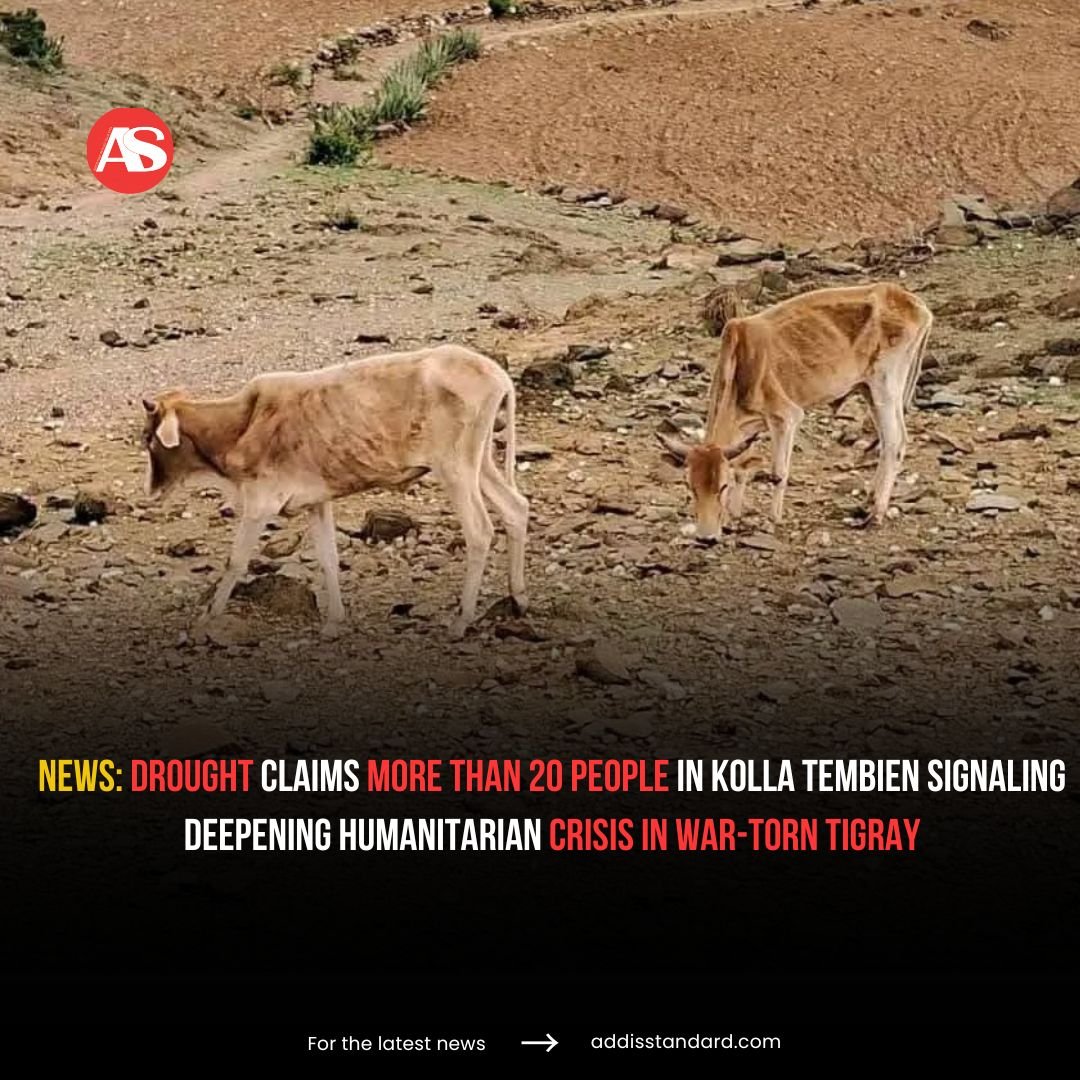 addisstandard's tweet image. #Drought claims more than 20 people in #Kolla_Tembien signaling deepening humanitarian crisis in war-torn #Tigray

At least 22 people have died and more than 27,000 livestock have perished in Kolla Tembien, Central Tigray, as a severe drought grips the war-affected region, local…