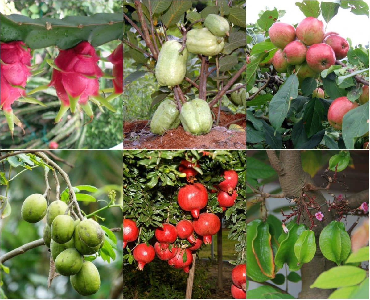 Hòa chung trong không khí cây trái trong vườn của Unit 3 - Lesson 12 ^_^

🍎🍌🥭 Fruit Challenge: What Fruits Do You Have?
🎯 Your challenge:
Can you name all the fruits you have in your house and in your garden — in English?

⭐ Bonus questions:

What is your favorite fruit?