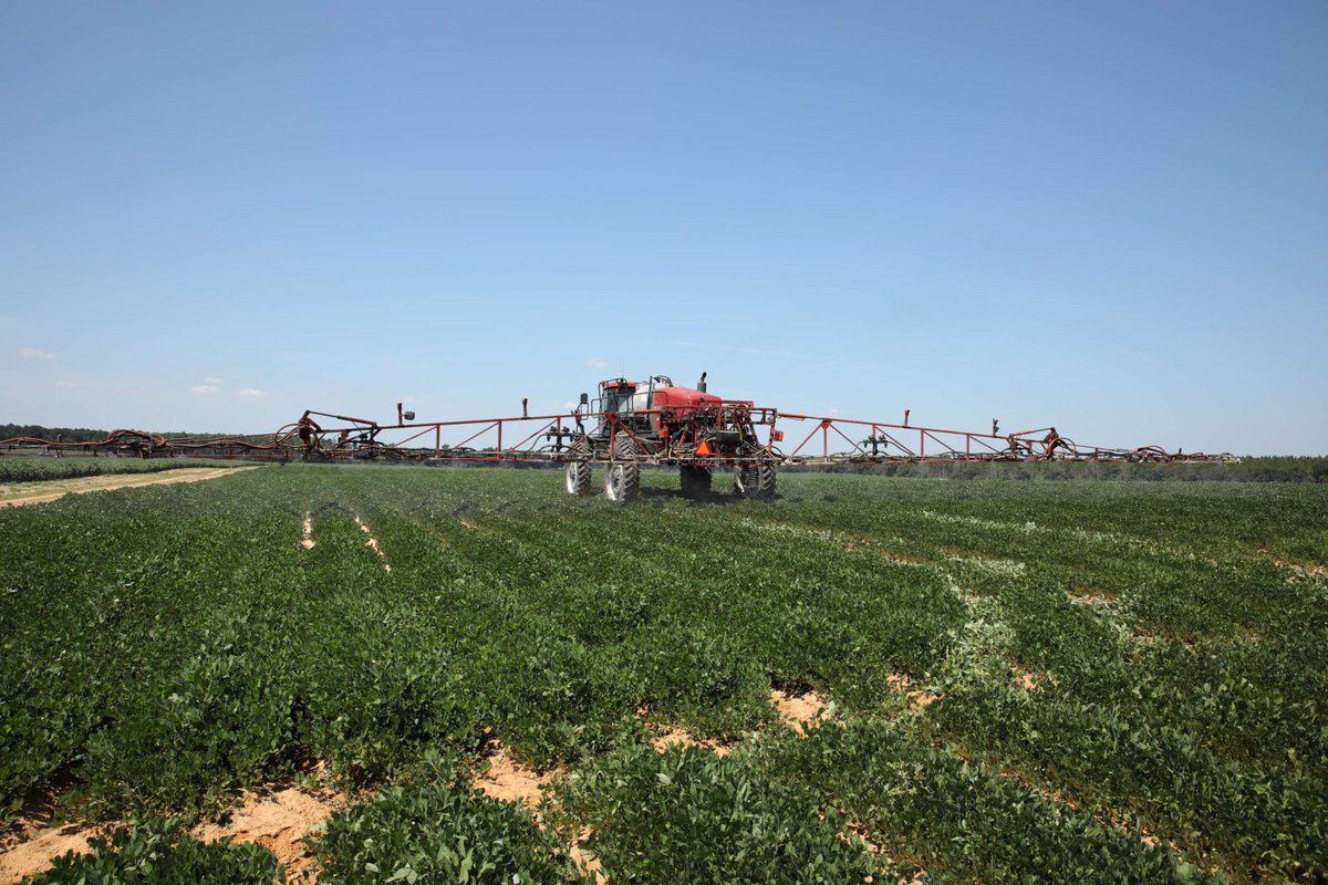 Working hard under the Georgia sun! ☀️ Protecting peanut crops today means a better harvest tomorrow.

#PeanutFarming #GaPeanuts
