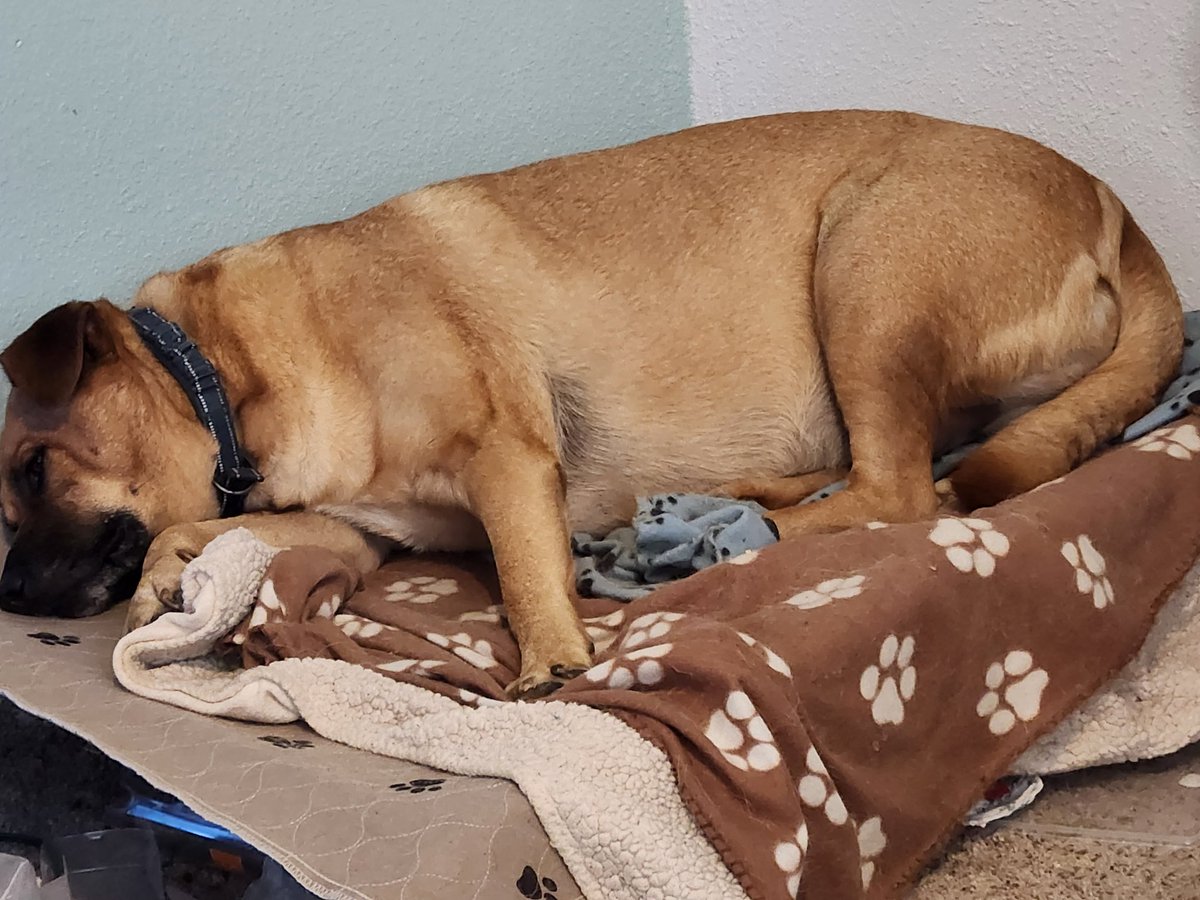 Cory's rainy day routine...
"Sleep in dad's office because I can't lay out in the sun."