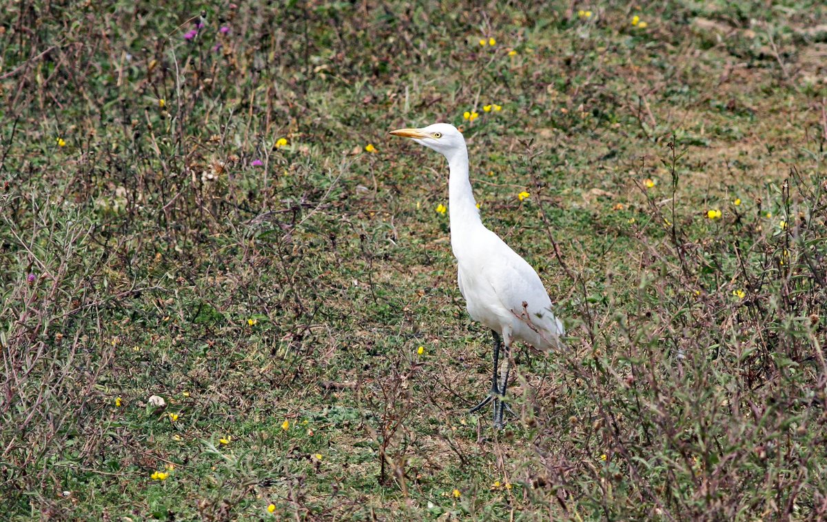 Keith Pickering (@keithpickering7) on Twitter photo Oldmoor-The almost summer resident Little and Great White Egrets were joined by a Cattle Egret this morning <a href="/Barnsleybsg/">Barnsley Birders</a> <a href="/RSPB_OldMoor/">RSPB_OldMoor</a> <a href="/SYorkshireBirds/">South Yorkshire birders</a> Oldmoor-The almost summer resident Little and Great White Egrets were joined by a Cattle Egret this morning <a href="/Barnsleybsg/">Barnsley Birders</a> <a href="/RSPB_OldMoor/">RSPB_OldMoor</a> <a href="/SYorkshireBirds/">South Yorkshire birders</a>