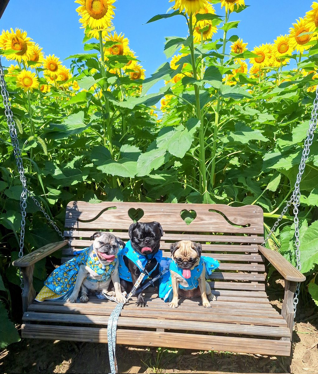 Happy #WontLookWednesday friends.  We're on another adventure at The Suns Flowers🌻in Lindsey, Ohio. Next up, pupcups at Toft's. #puglife #dogsoftwitter #dogsofx #summervibes #Sunflowers #icecream #roadtrip #adventuretime #WLW