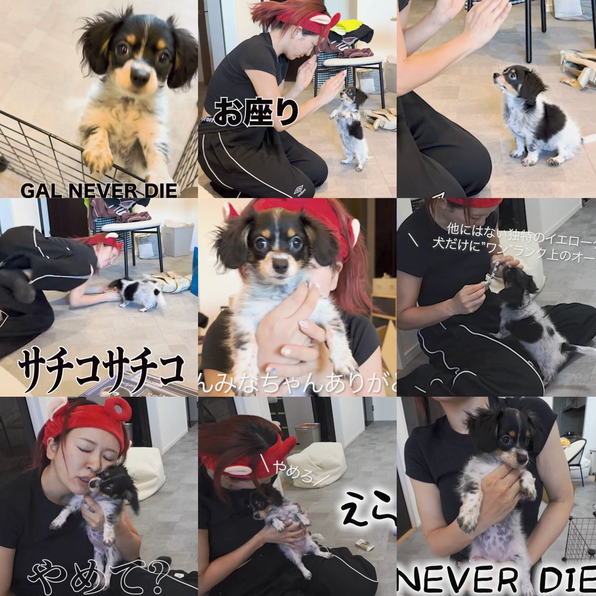 ﾆｺ×ｻﾁｺの癒やしコンビが動画で見られる機会が増えて嬉しい😳🐶 にこ