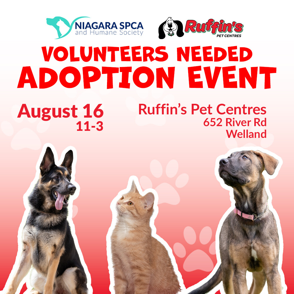We're looking for a few volunteers to help out with dogs and cats at our adoption event at Ruffin's on River Rd in Welland next weekend (Aug 16th).
If interested, just fill out our quick little form.
Form &gt;&gt; forms.gle/JDjNcm61Uk56qQ…