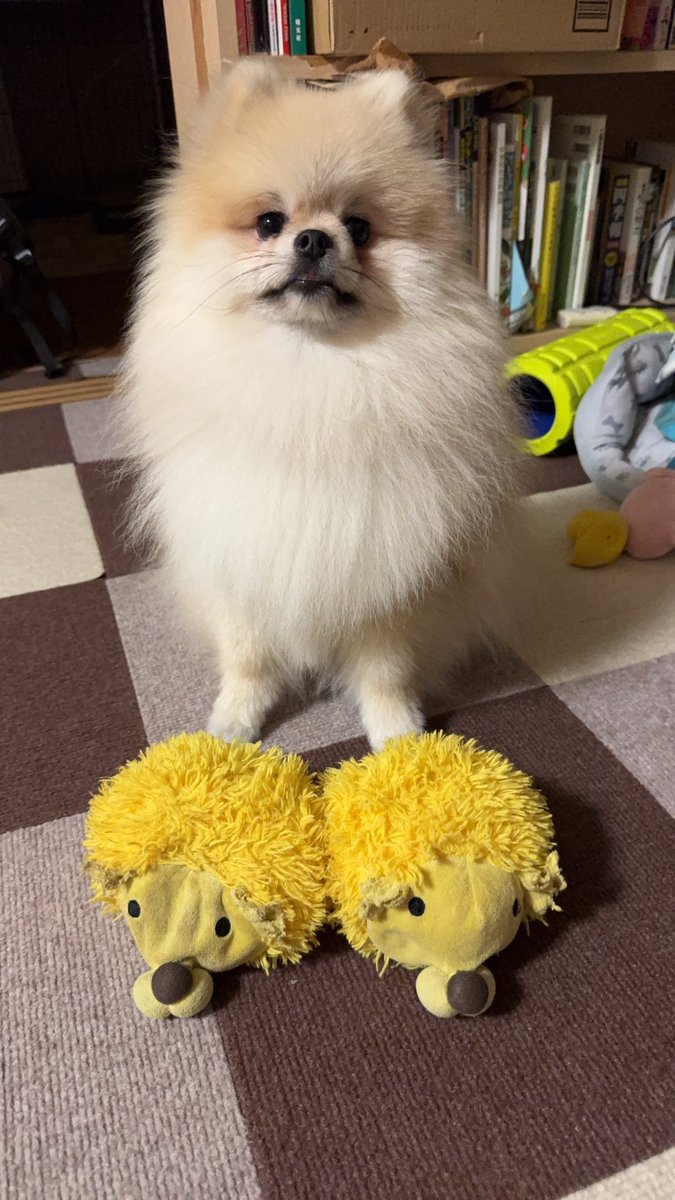 かんのギャラリー (@kansmemory) on Twitter photo 