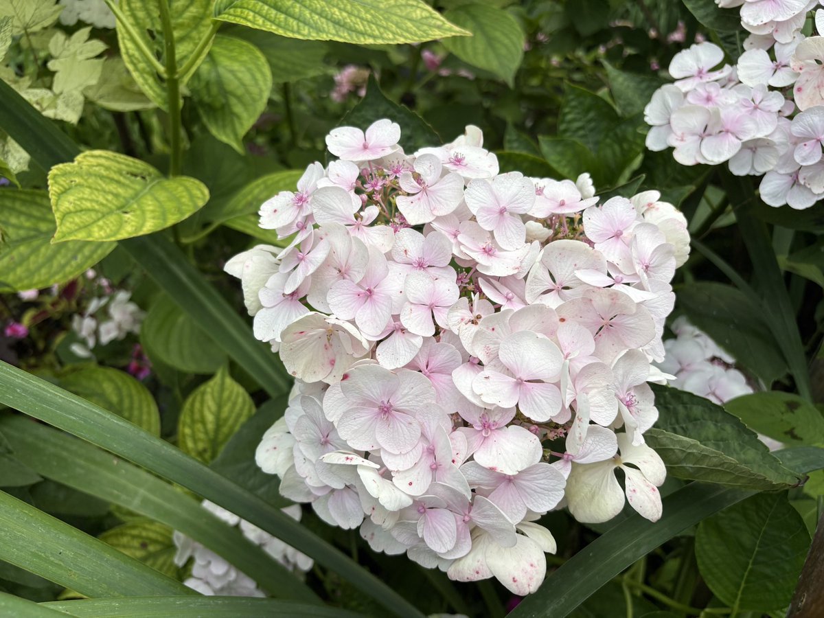 I brought you flowers