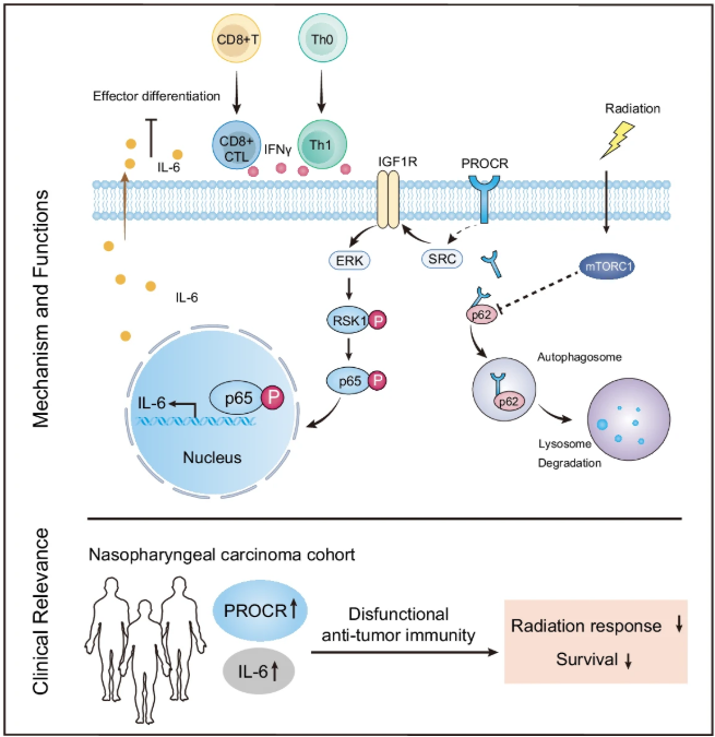 Human Immunology News (@humanimmunenews) on Twitter photo 💡 Scientists showed that tumor cells expressing protein C receptor dampen #antitumor immunity by promoting the production of interleukin-6, which inhibits the differentiation of T helper 1 cells and suppresses the function of CD8+ T cells.
<a href="/NatureComms/">Nature Communications</a> | go.nature.com/45BzZPA 💡 Scientists showed that tumor cells expressing protein C receptor dampen #antitumor immunity by promoting the production of interleukin-6, which inhibits the differentiation of T helper 1 cells and suppresses the function of CD8+ T cells.
<a href="/NatureComms/">Nature Communications</a> | go.nature.com/45BzZPA
