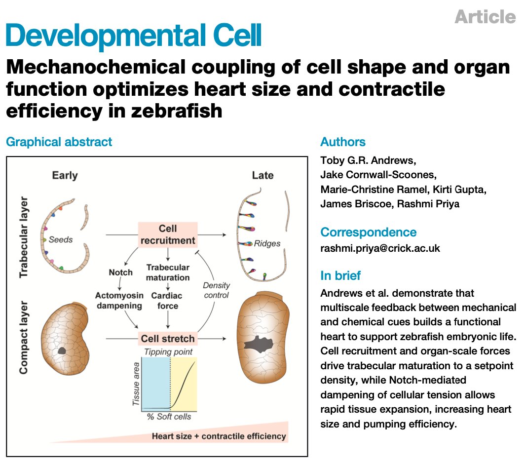 Toby Andrews (@tobyandrews) on Twitter photo Thrilled to see our latest work online <a href="/Dev_Cell/">Developmental Cell</a>! 🥳
How do cells build functional organs with precision?🫀🫁📏 Here, we show how coupling of cell shape and organ function tunes the form and contractile power of the developing #zebrafish heart 1/n
tinyurl.com/cell-stretch Thrilled to see our latest work online <a href="/Dev_Cell/">Developmental Cell</a>! 🥳
How do cells build functional organs with precision?🫀🫁📏 Here, we show how coupling of cell shape and organ function tunes the form and contractile power of the developing #zebrafish heart 1/n
tinyurl.com/cell-stretch