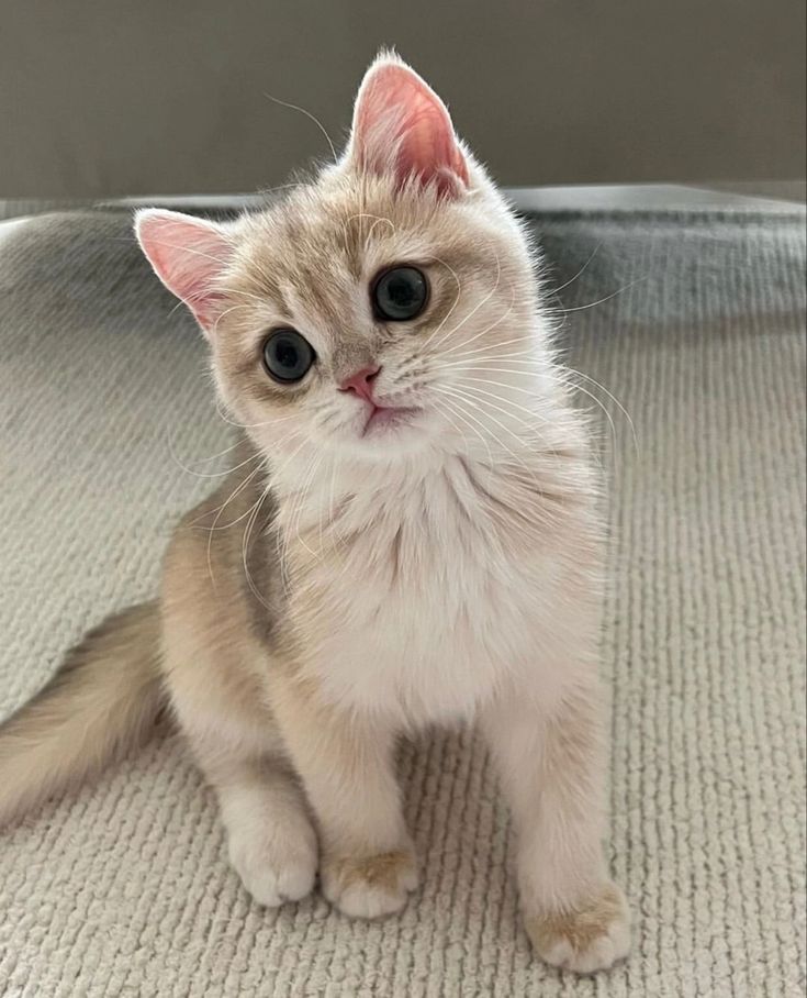 jack wolfe as cats (@jackwolfeascats) on Twitter photo 