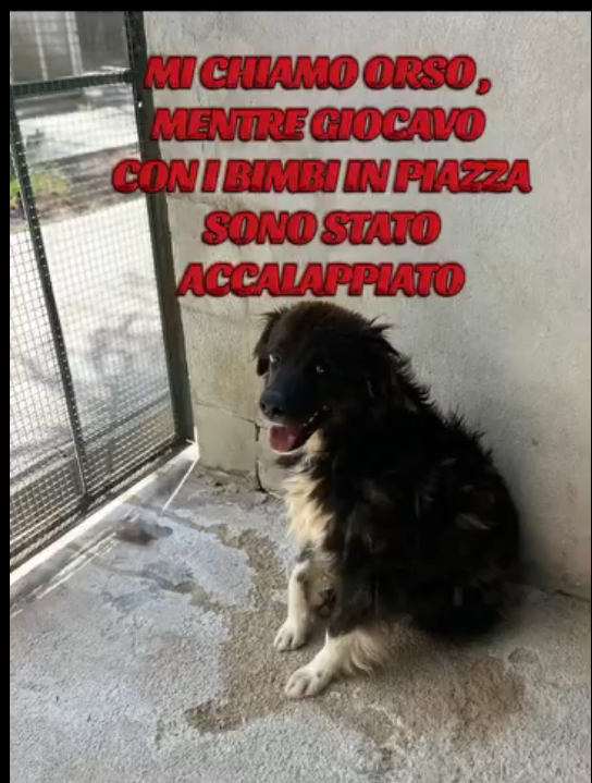 STRAURGENTE🆘🆘🆘🆘☎️3283666463🐕VOGLIO USCIRE,SALVATEMI DA QUESTO INCUBO
facebook.com/giovanna.gagli… ORSO 2/3 anni dolcissimo ,viveva in strada,tranquillo,ma qualcuno ha deciso di farlo accalappiare e CHIUDERLO IN CANILE.😭ADOTTATELO VI PREGO  #4voiceless