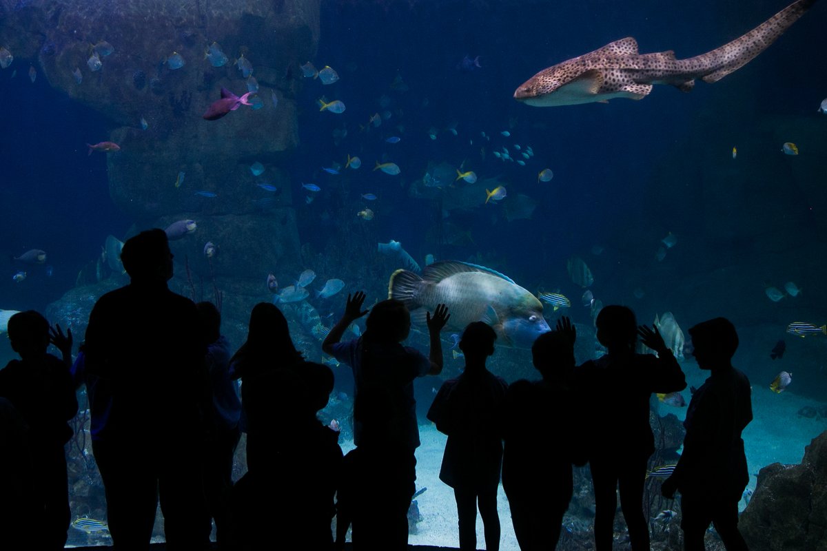 Sutton Harbour (@sutton_harbour) on Twitter photo The <a href="/NMAPlymouth/">National Marine Aquarium</a> is hosting a sleepover and it's a one-of-a-kind family night out...
📍 National Marine Aquarium
⏰ 6:30pm
📅 Fri, Aug 15
🎥 Movie in front of Eddystone reef tank
🍪 Midnight snack
🎲 Games in the exhibit
▶️ bit.ly/4lwHufO The <a href="/NMAPlymouth/">National Marine Aquarium</a> is hosting a sleepover and it's a one-of-a-kind family night out...
📍 National Marine Aquarium
⏰ 6:30pm
📅 Fri, Aug 15
🎥 Movie in front of Eddystone reef tank
🍪 Midnight snack
🎲 Games in the exhibit
▶️ bit.ly/4lwHufO