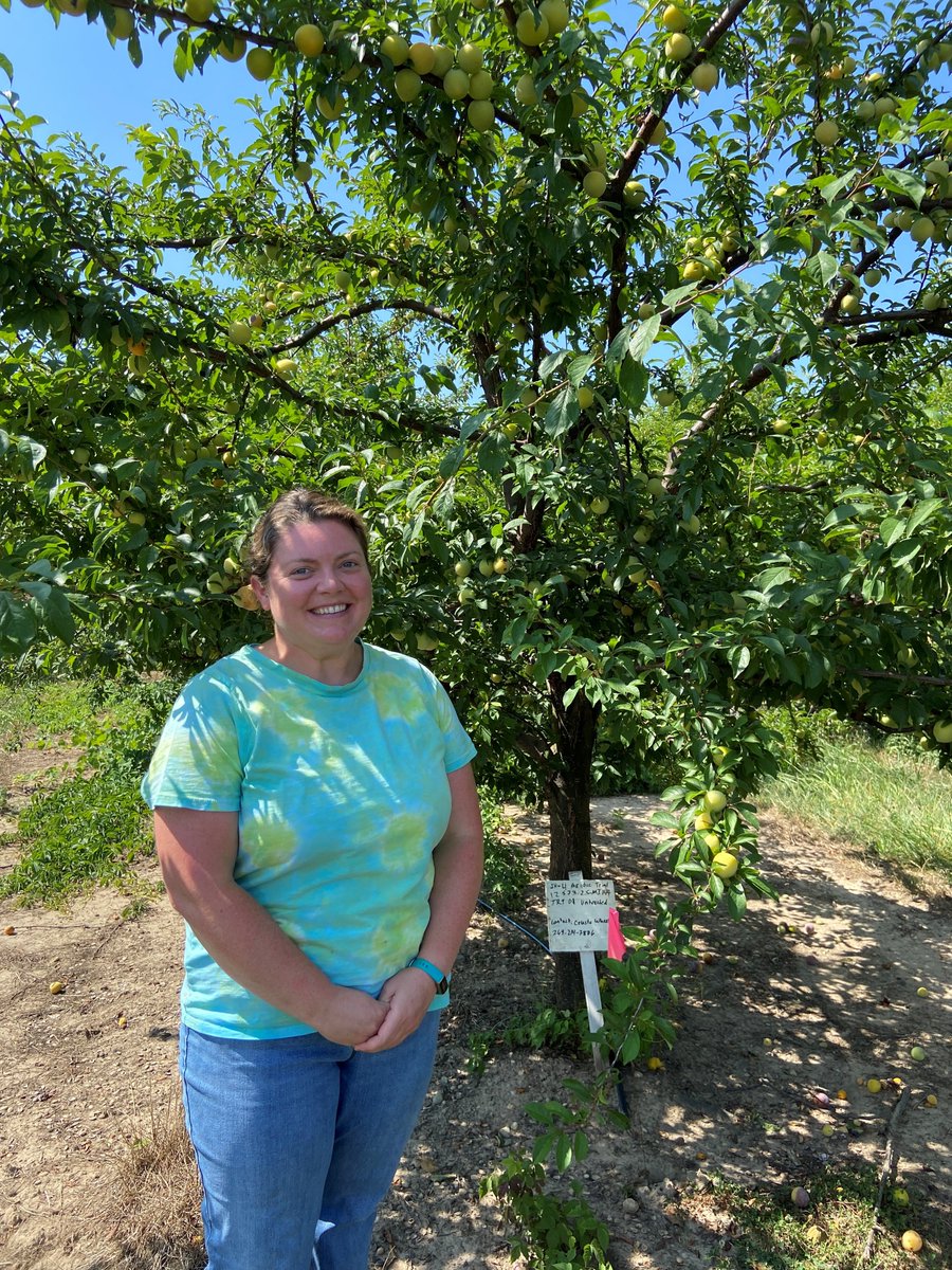 IR4_Project's tweet image. Our @michiganstateu field research team recently harvested blueberries and Methley plums at the Trevor Nichols Research Center. Celeste Wheeler&apos;s residue trial on Shiro plum—a yellow, Japanese variety—is coming along fruitfully, too! #ir4project