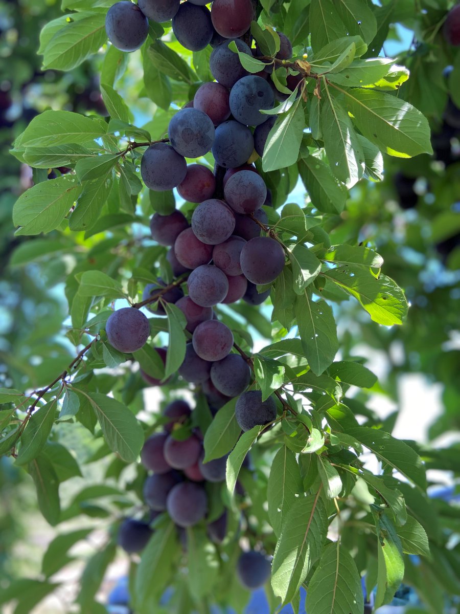 IR4_Project's tweet image. Our @michiganstateu field research team recently harvested blueberries and Methley plums at the Trevor Nichols Research Center. Celeste Wheeler&apos;s residue trial on Shiro plum—a yellow, Japanese variety—is coming along fruitfully, too! #ir4project